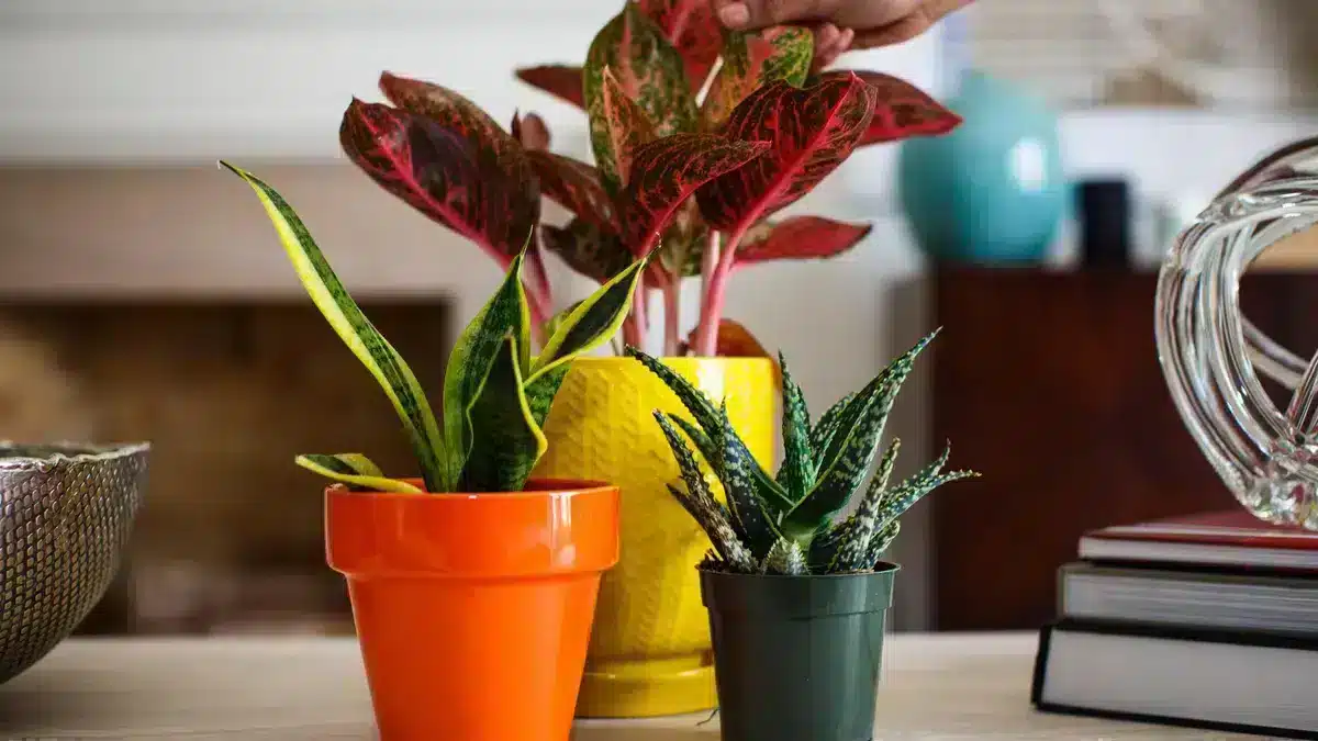 گیاهان آپارتمانی مقاوم به کم نوری