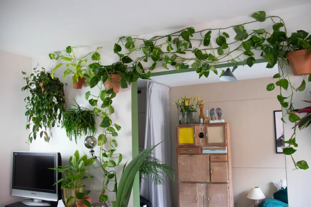 گیاه بالارونده آپارتمانی چیست؟ معرفی گیاهان بالارونده آپارتمانی