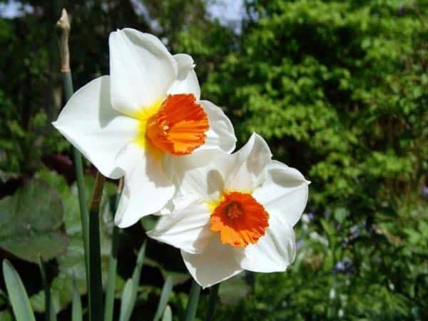 گل نرگس شیپور کوچک