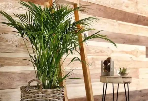 کدام گل باعث ثروت میشود؟