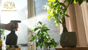 بهترین سم برای از بین بردن پشه گلدان