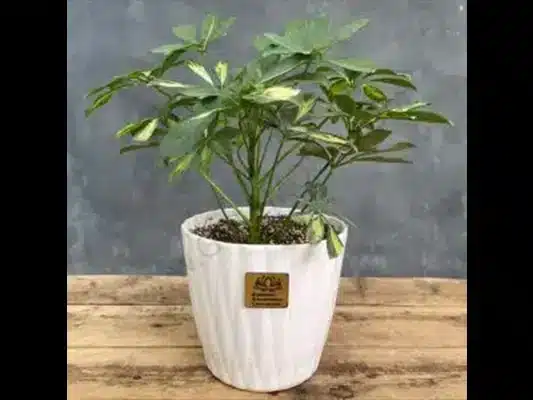 راهنمای خرید بر اساس نوع گل در بازار گل محلات