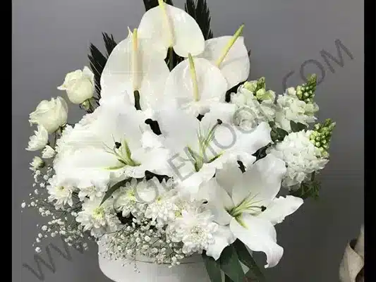 راهنمای خرید گل آنتوریوم
