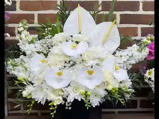 اصول طلایی نگهداری از گیاه آنتوریوم در آپارتمان