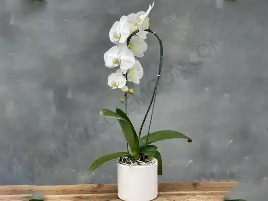 بهترین گل برای روز زن و مادر کدام است؟ راهنمای انتخاب گل بر اساس معنی و شخصیت