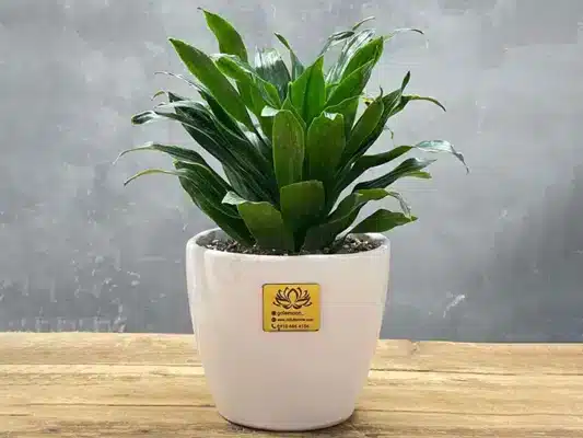 هنر چیدمان و ارائه گل؛ از دسته گل کلاسیک تا باکس گل مدرن