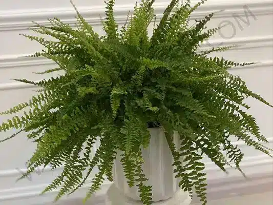 مشاهده عکس گل برای روز مادر و روز زن