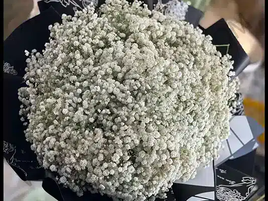 دسته گل ژیپسوفیلا