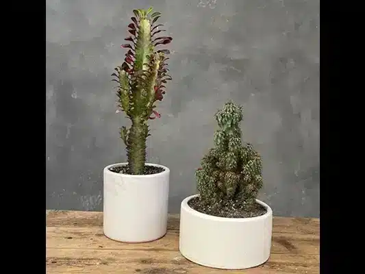 چرا گل آپارتمانی را به عنوان هدیه یا برای منزل انتخاب کنیم؟