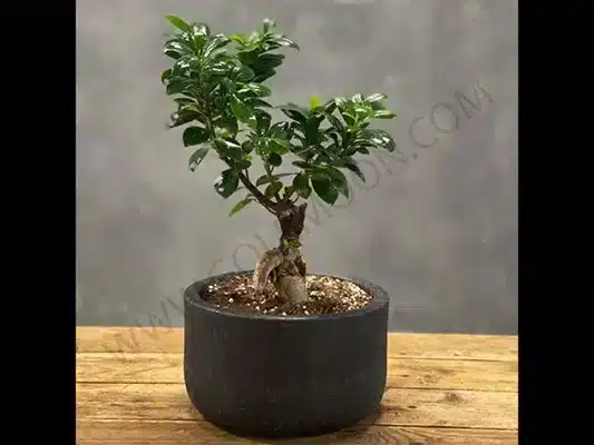 راهنمای جامع خرید گل آپارتمانی