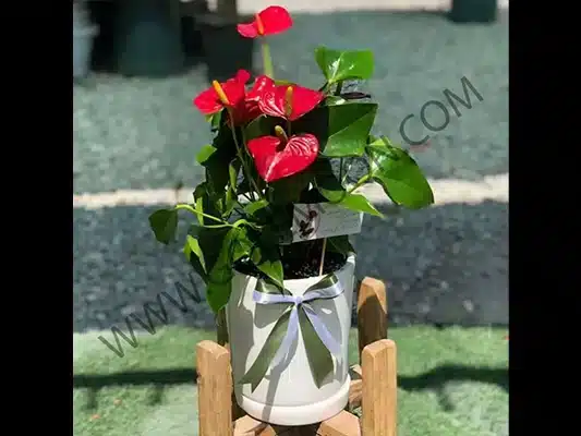 عوامل موثر بر قیمت گلهای آپارتمانی