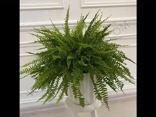 راهنمای جامع نگهداری از گل های آپرتمانی