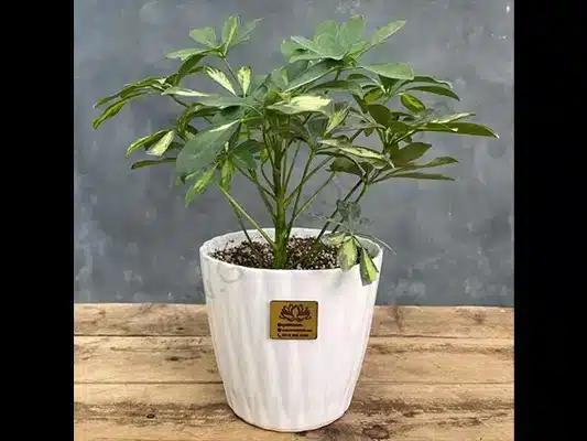 راهنمای جامع خرید، نگهداری و معرفی انواع گل آپارتمانی برای هر سلیقه