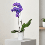 ارکیده بنفش میستیک کد88