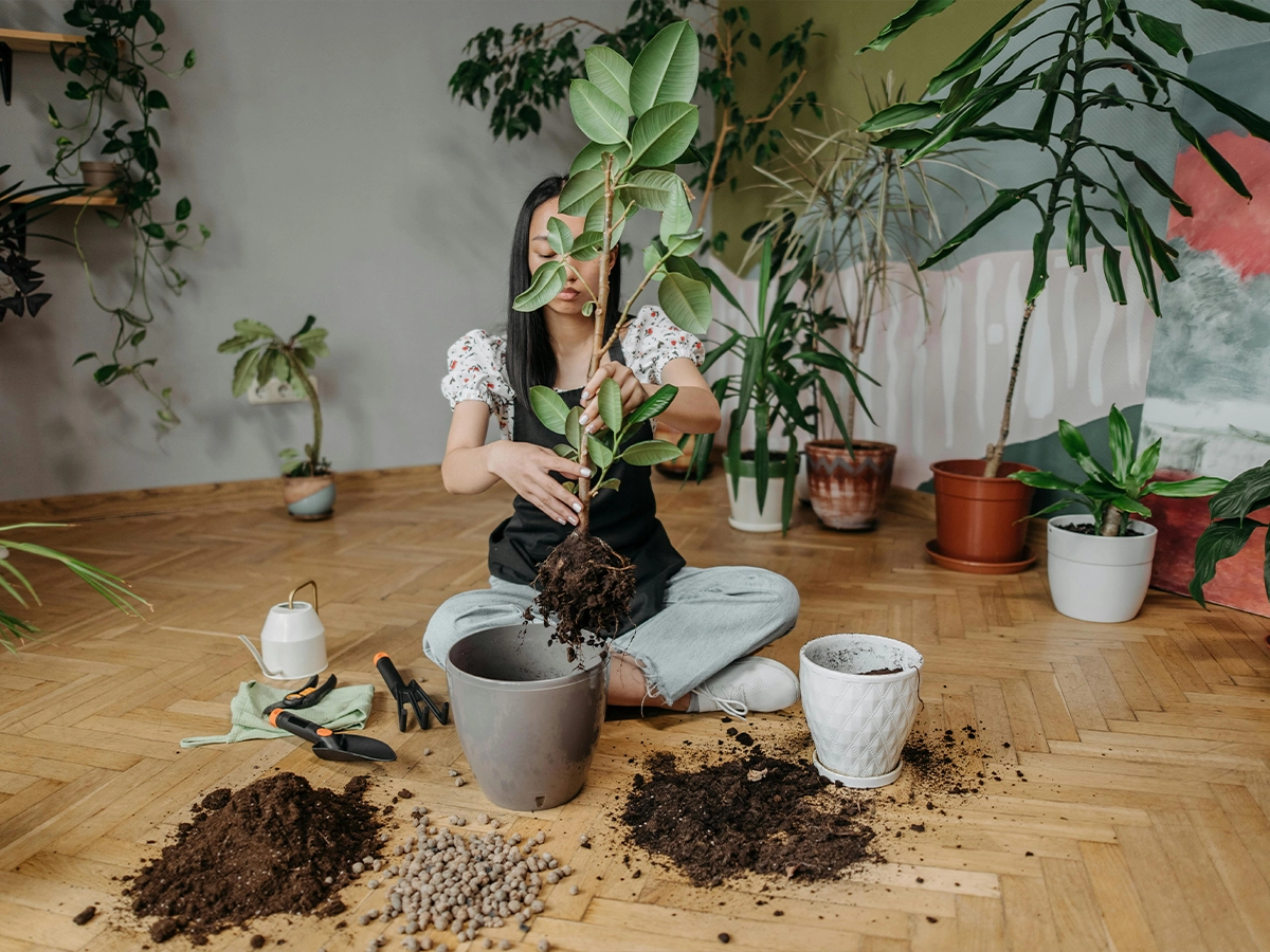 جدول خلاصه عیبیابی گل فیکوس